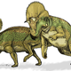 Avaceratops. Wikimedia Commons